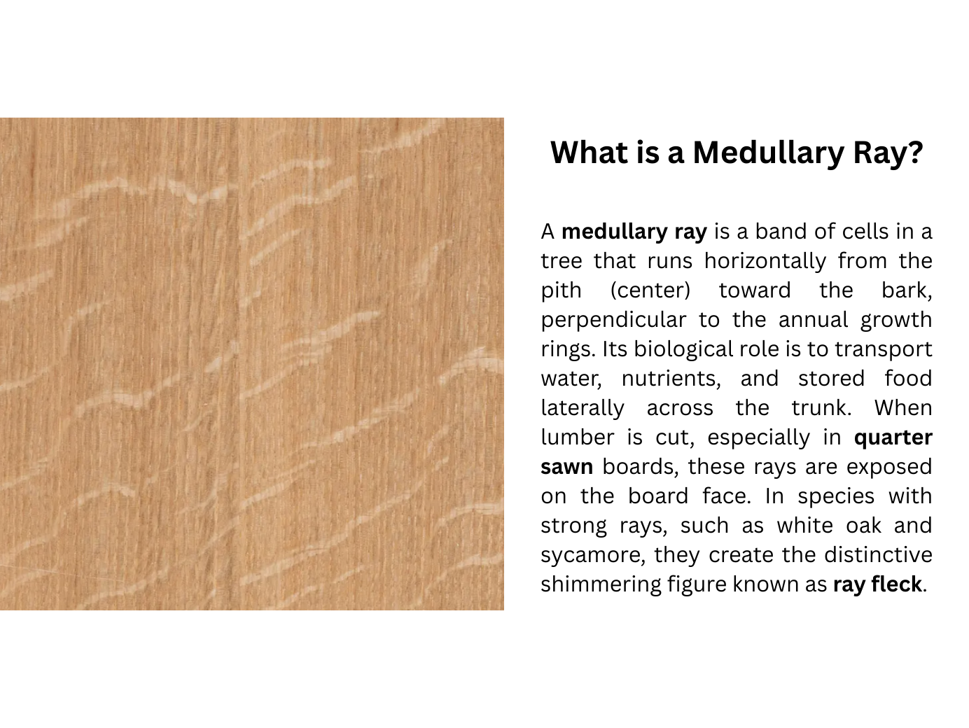 a photo of medullary ray in white oak