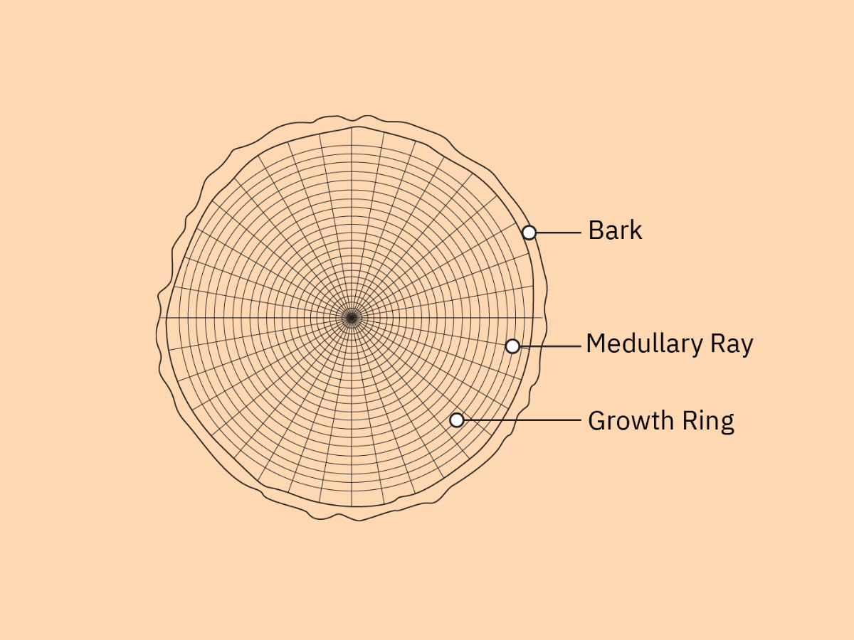 Quarter sawn oak showing distinctive ray fleck patterns